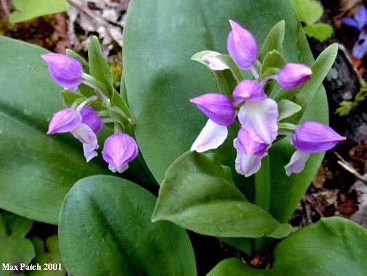 Showy Orchis