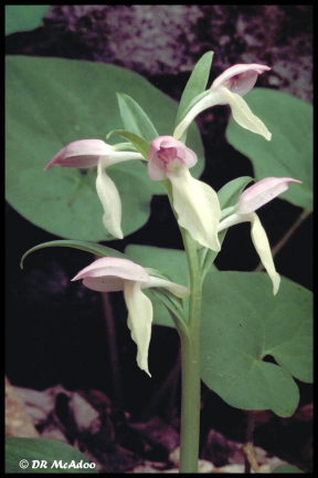 Showy Orchis