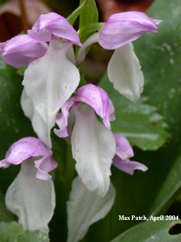 showy orchis