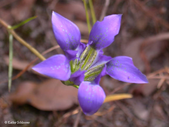 Gentian