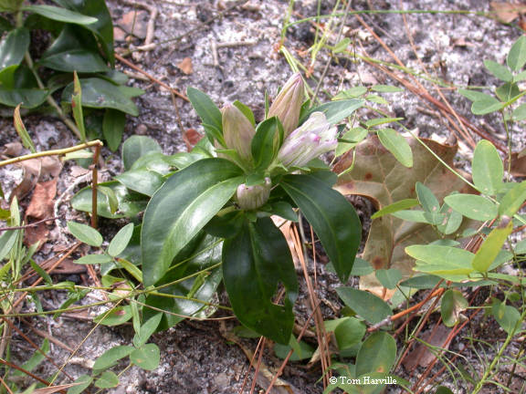 Gentiana villosa