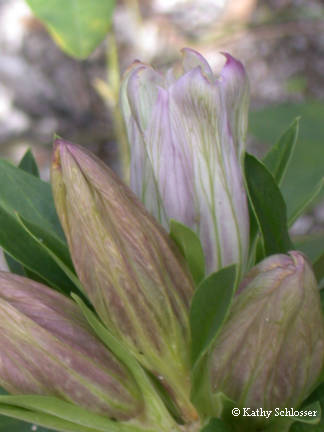 Gentiana villosa