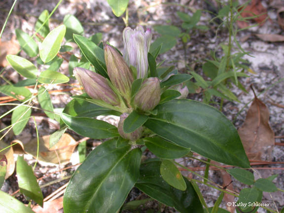 Gentiana villosa