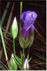 Fringed Gentian plant