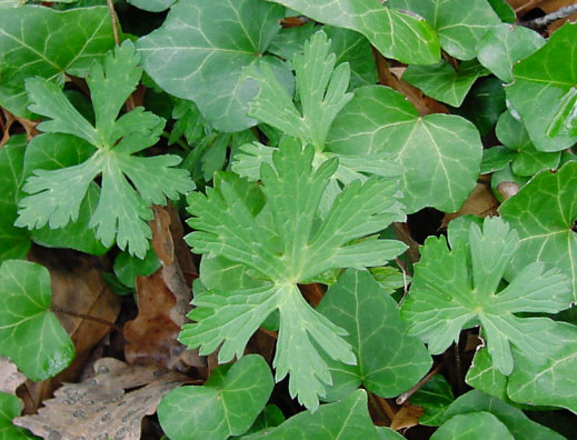 leaves