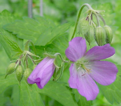 bloom close up