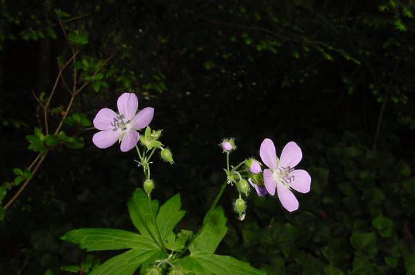 blooms and buds