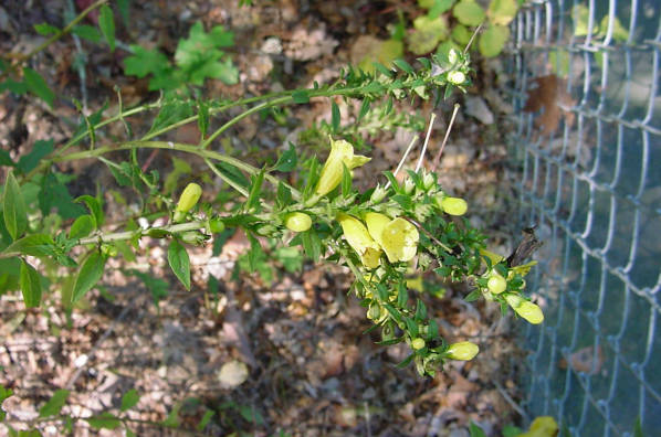 Gerardia blooms and buds