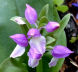 Showy Orchis