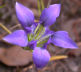 Pinebarren gentian