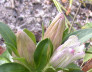 Striped Gentian