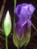 Fringed Gentian