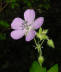 Wild geranium blossom