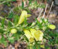 Gerardia blooms