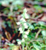 Rattlesnake plantain