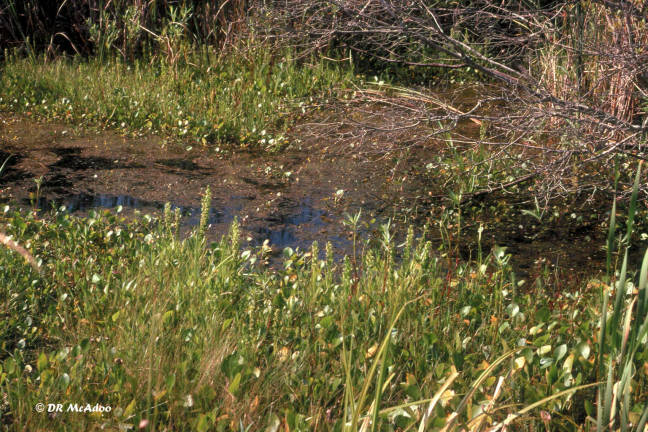 Waterway of Water Spider Orchids