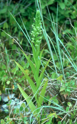 Water Spider Orchids