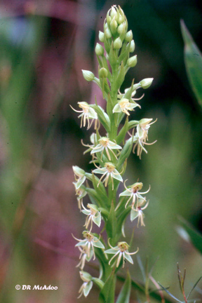 Water Spider Orchids