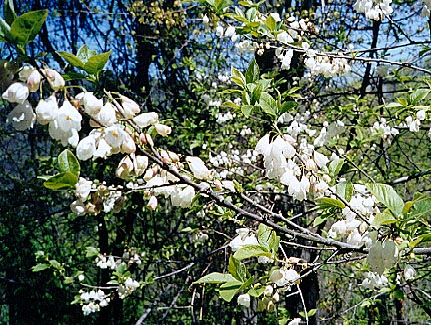 silverbell blooms