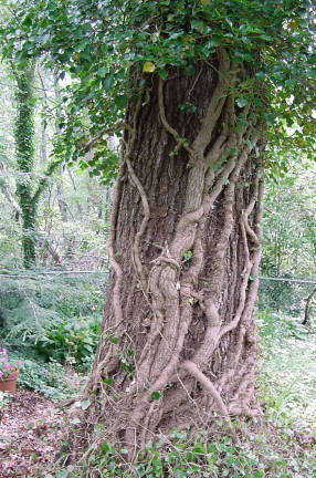 tree