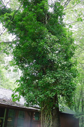 arborial shrub