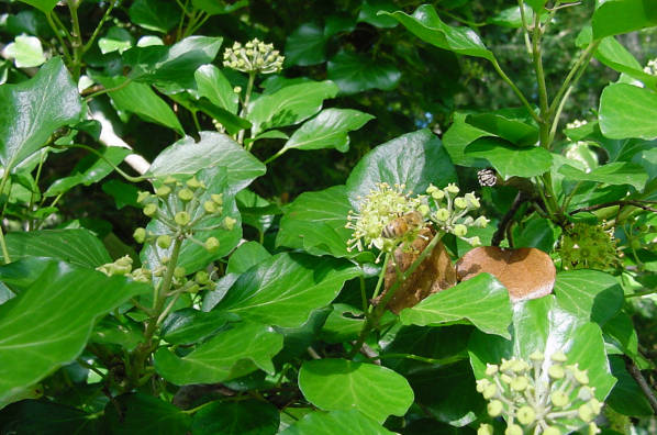 blooms