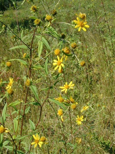 Schweintz's sunflower