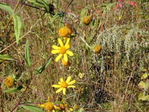 Schweintz's sunflower