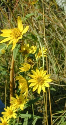 Schweintz's sunflower