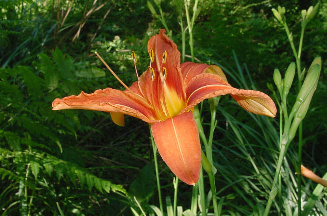 Orange Daylily