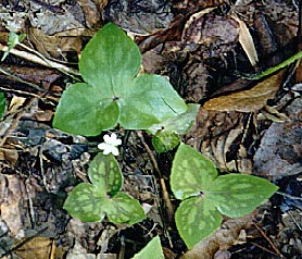 hepatica acutiloba