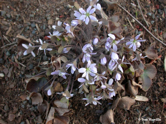 hepatica americana