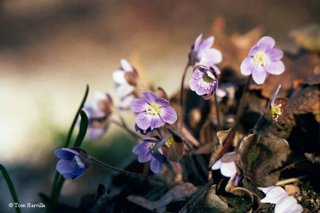 hepatica americana