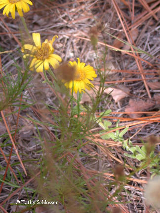 Camphor weed