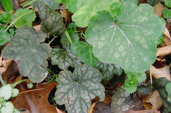 heuchera leaves