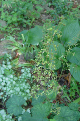heuchera blooms