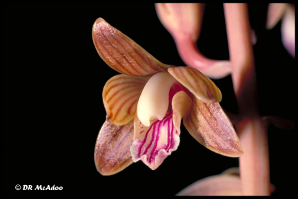 Crested Coralroot