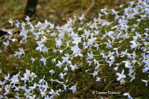 bluets