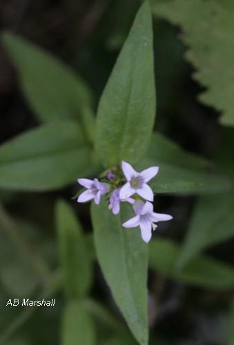 bluets