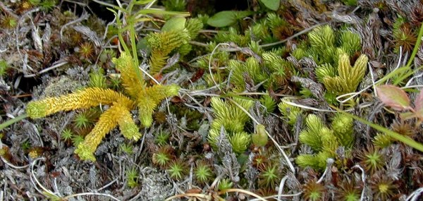 Appalachian Club Moss