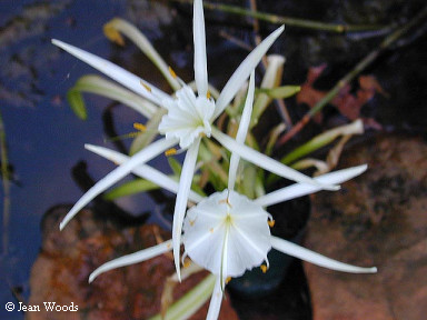 Spiderlily blooms