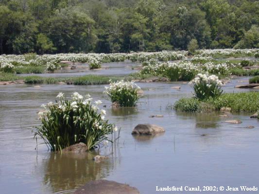 Spiderlilies at Landsford Canal