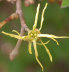 Witch Hazel