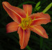 Orange daylily