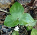 sharp lobed liverleaf