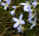 Bluets