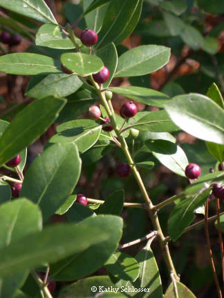 Inkberry
