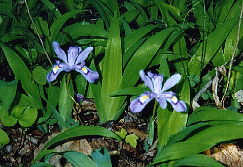 crested iris