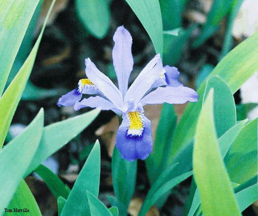 crested iris