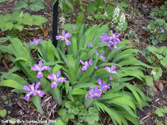 crested iris